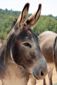 Photographie de la tête d'un âne