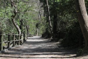 Cheminement arboré dans le Parc de Saint-Pons
